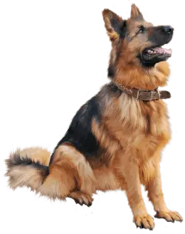 Cachorro