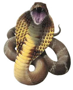 Cobra